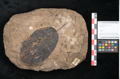 Foto (Objekt + Etikett) von Plantae indet.  (NHMW-GEO-2024-0188-11550)
